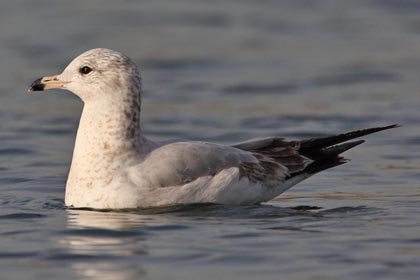 Ring-billed Gull Image @ Kiwifoto.com