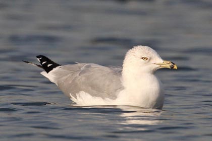 Ring-billed Gull Photo @ Kiwifoto.com