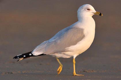 Ring-billed Gull Photo @ Kiwifoto.com