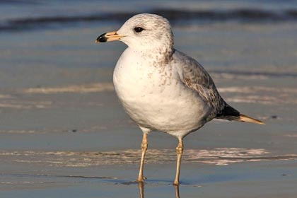 Ring-billed Gull Photo @ Kiwifoto.com
