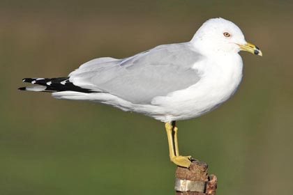 Ring-billed Gull Image @ Kiwifoto.com