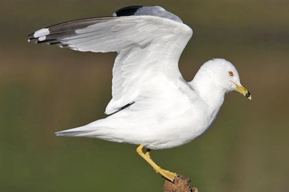 Ring-billed Gull Image @ Kiwifoto.com