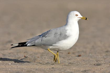 Ring-billed Gull Photo @ Kiwifoto.com