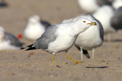 Ring-billed Gull Picture @ Kiwifoto.com