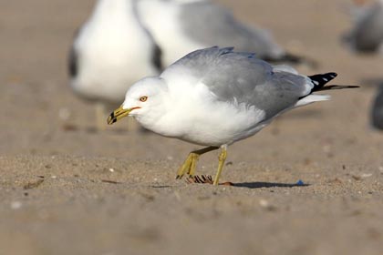 Ring-billed Gull Image @ Kiwifoto.com