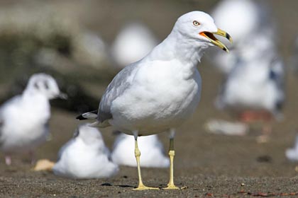 Ring-billed Gull Photo @ Kiwifoto.com