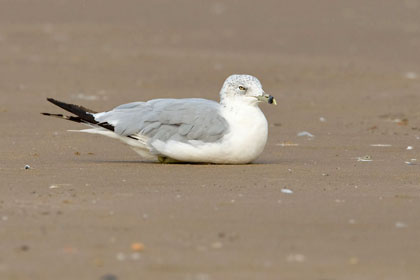 Ring-billed Gull Photo @ Kiwifoto.com