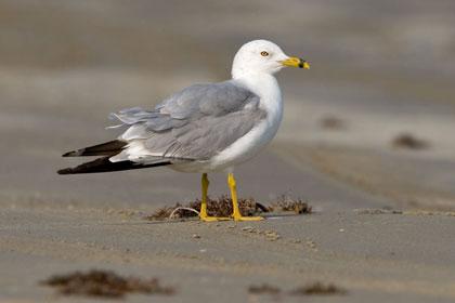 Ring-billed Gull Image @ Kiwifoto.com