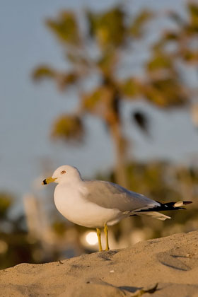 Ring-billed Gull Photo @ Kiwifoto.com