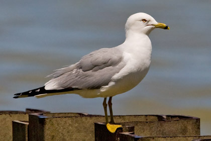 Ring-billed Gull Photo @ Kiwifoto.com