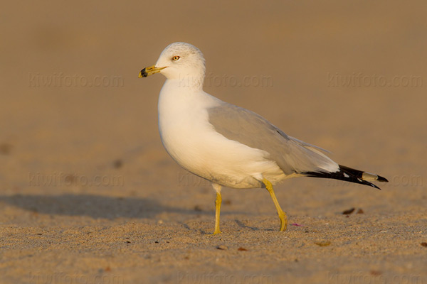 Ring-billed Gull Image @ Kiwifoto.com