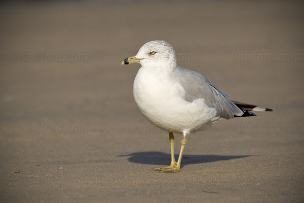 Ring-billed Gull Image @ Kiwifoto.com