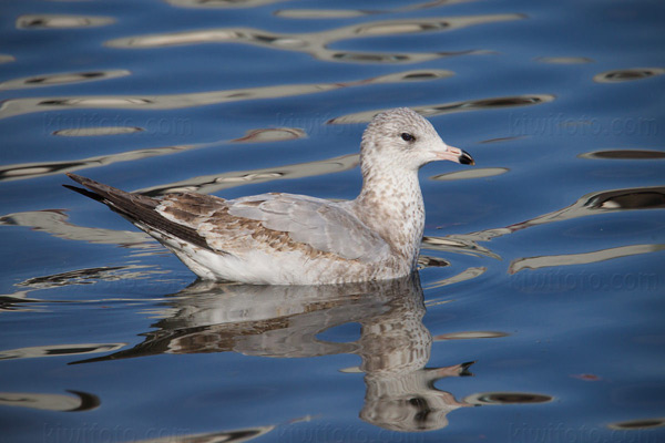 Ring-billed Gull (1st cycle)