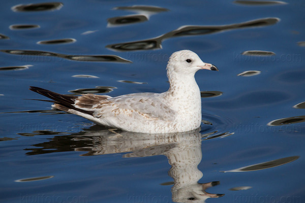 Ring-billed Gull (1st cycle)