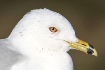 Ring-billed Gull Image @ Kiwifoto.com