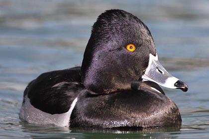 Ring-necked Duck Image @ Kiwifoto.com