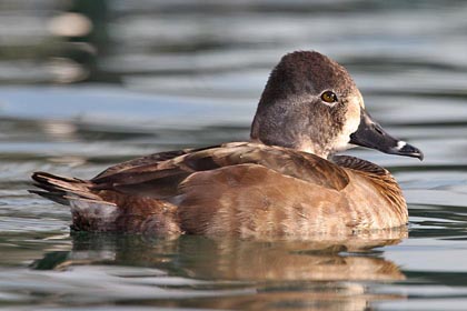 Ring-necked Duck Image @ Kiwifoto.com