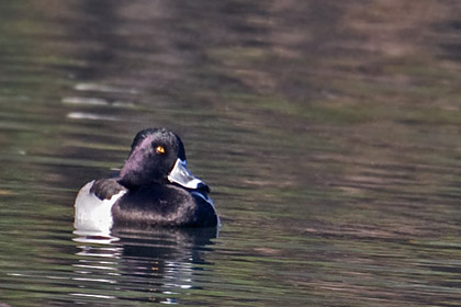 Ring-necked Duck Image @ Kiwifoto.com
