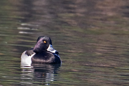 Ring-necked Duck Photo @ Kiwifoto.com