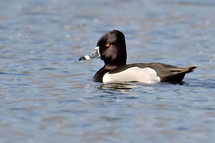 Ring-necked Duck Image @ Kiwifoto.com