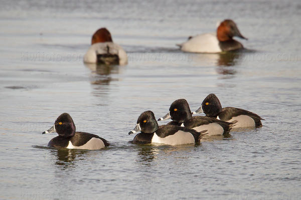 Ring-necked Duck Photo @ Kiwifoto.com