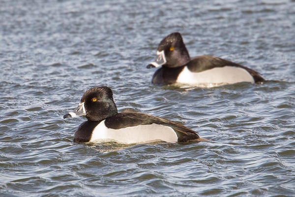 Ring-necked Duck Image @ Kiwifoto.com