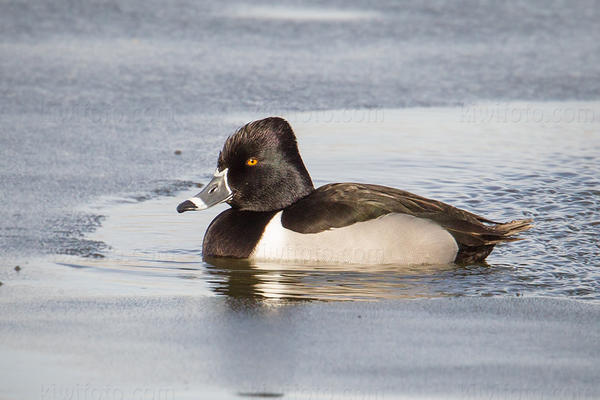 Ring-necked Duck Image @ Kiwifoto.com