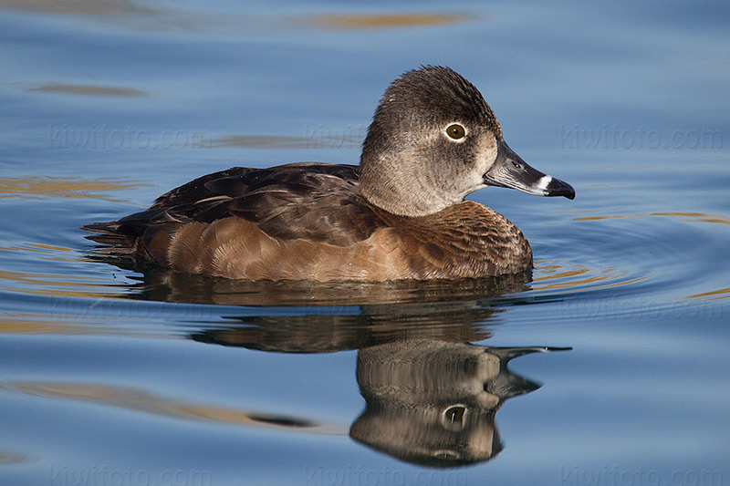 Ring-necked Duck Picture @ Kiwifoto.com