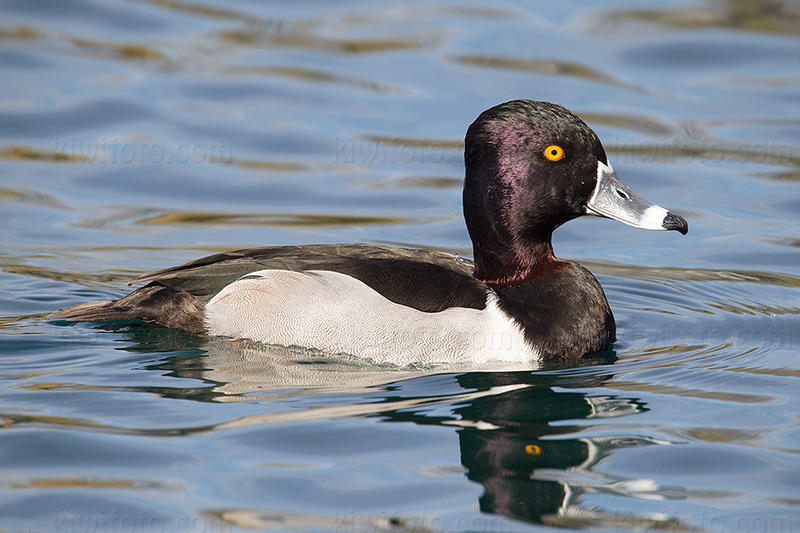 Ring-necked Duck @ Gilbert, (Gilbert Water Ranch), AZ