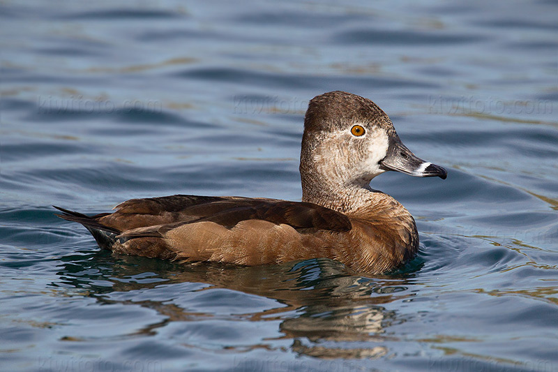 Ring-necked Duck Picture @ Kiwifoto.com