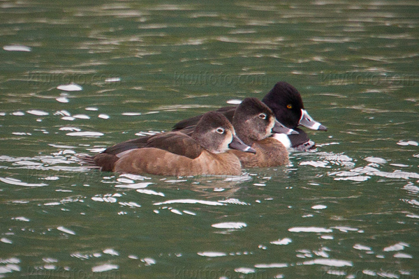 Ring-necked Duck Picture @ Kiwifoto.com