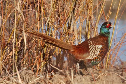 Ring-necked Pheasant