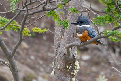 Ringed Kingfisher