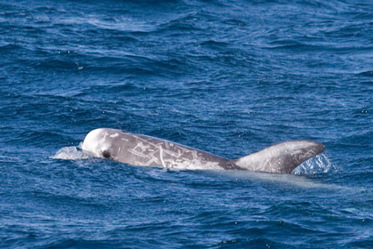 Risso's Dolphin Image @ Kiwifoto.com