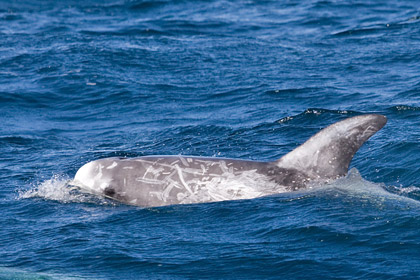 Risso's Dolphin