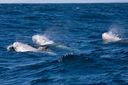 Risso's Dolphin Image @ Kiwifoto.com