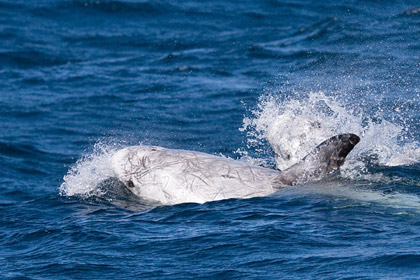 Risso's Dolphin Image @ Kiwifoto.com