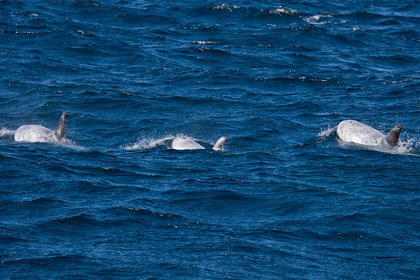 Risso's Dolphin Picture @ Kiwifoto.com
