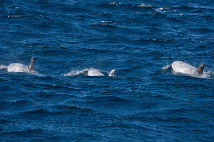 Risso's Dolphin Photo @ Kiwifoto.com