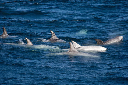Risso's Dolphin Photo @ Kiwifoto.com