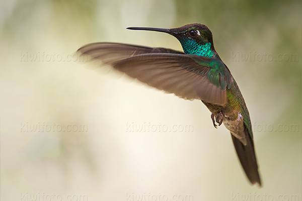 Rivoli's  Hummingbird Image @ Kiwifoto.com