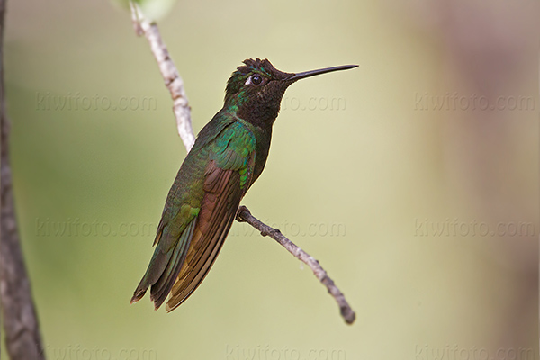 Rivoli's  Hummingbird Photo @ Kiwifoto.com