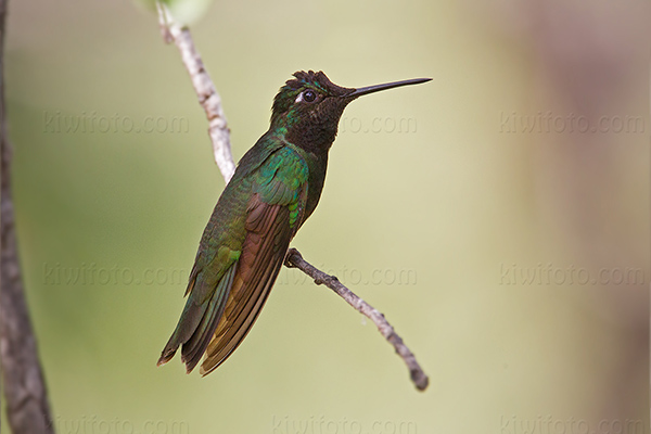 Rivoli's  Hummingbird Image @ Kiwifoto.com