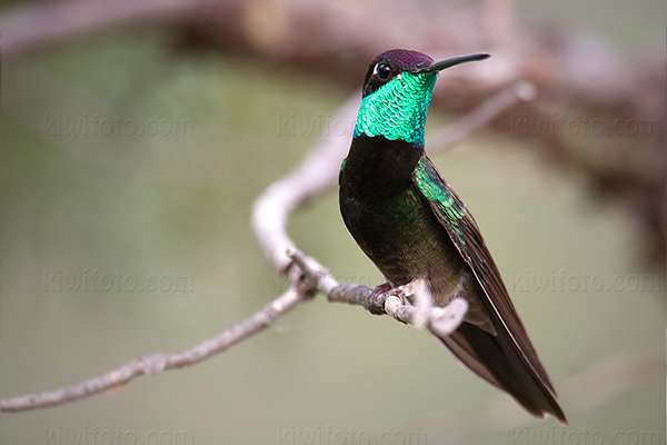 Rivoli's  Hummingbird Image @ Kiwifoto.com