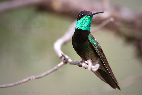 Magnificent Hummingbird