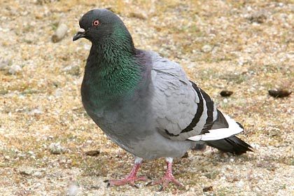 Rock-pigeon Image @ Kiwifoto.com