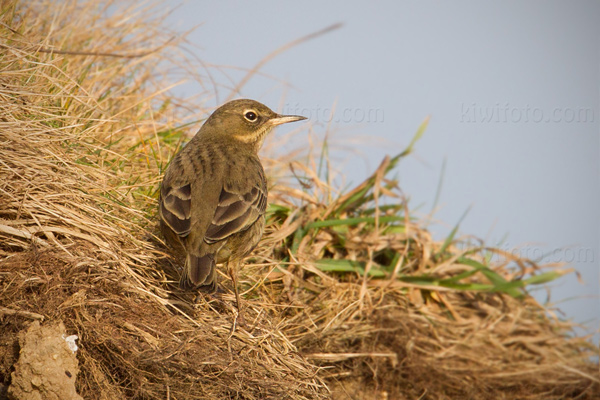 Rock Pipit Photo @ Kiwifoto.com