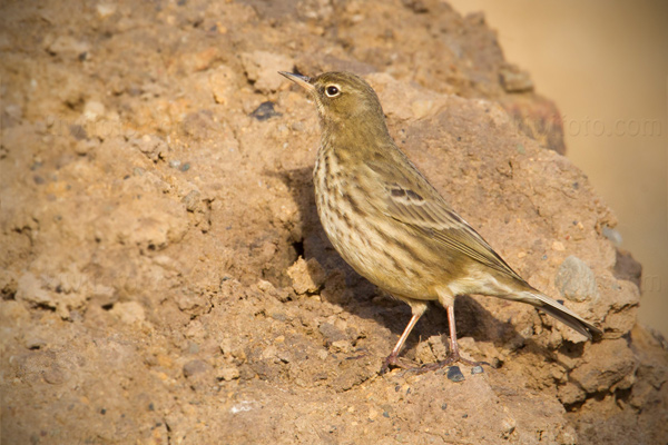 Rock Pipit Picture @ Kiwifoto.com