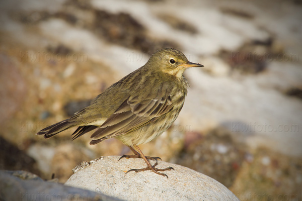 Rock Pipit Photo @ Kiwifoto.com