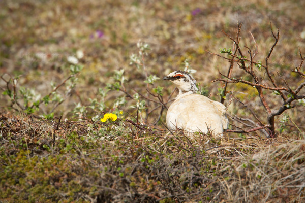 Rock Ptarmigan Image @ Kiwifoto.com